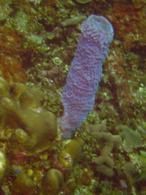 DSC00746.JPG